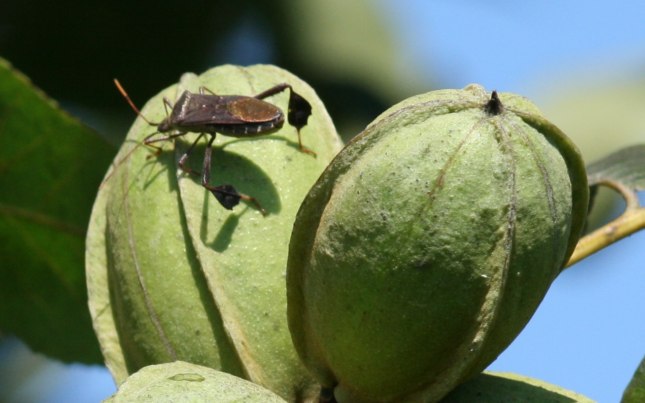 Leaf-footed bug feeding on pecan cluster